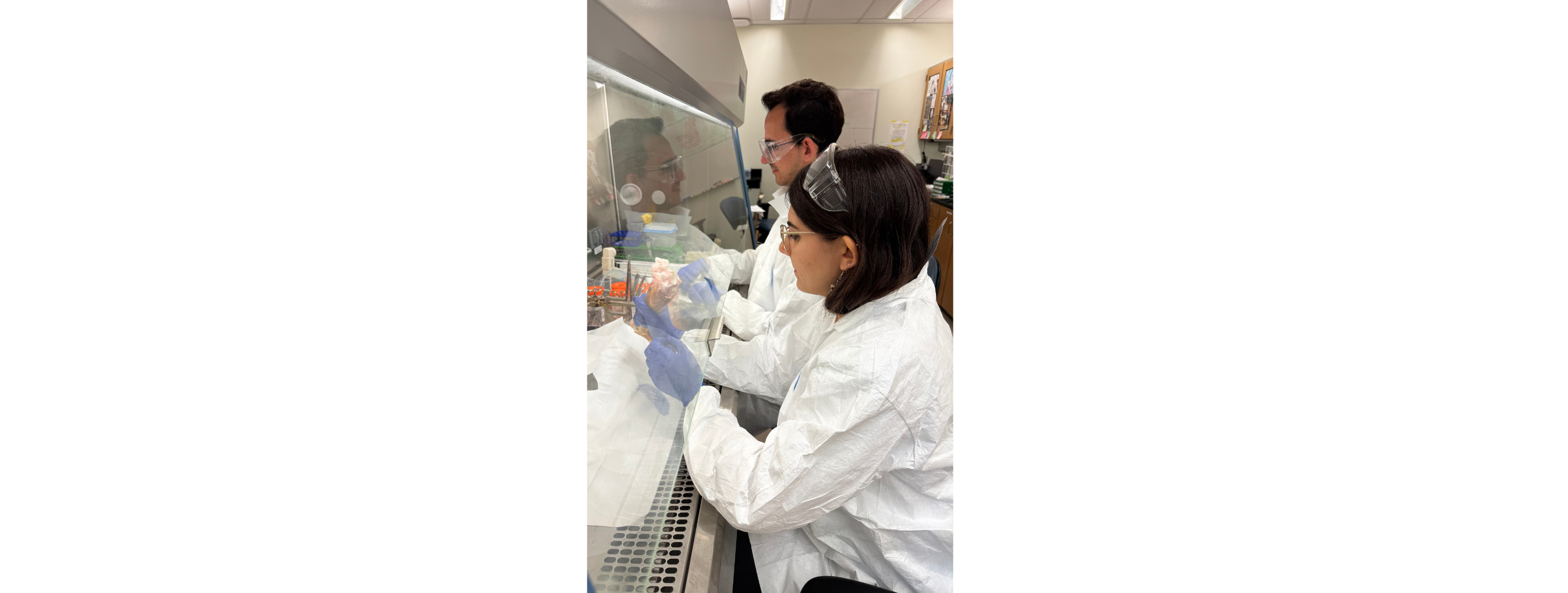 Image of Alexandra Baranyai and Research Engineer Matthew Fainor dissecting goat knees in the Gullbrand Lab.