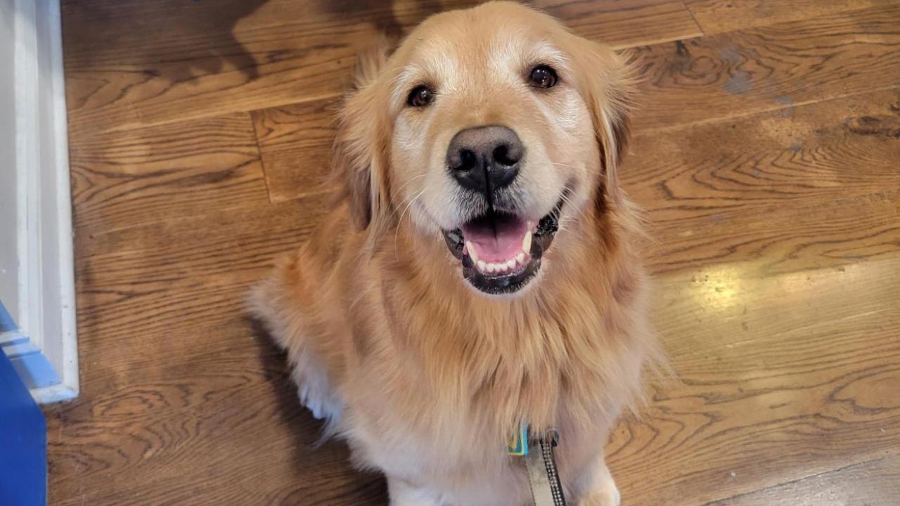 Picture of Thistle, a golden retriever, sitting and smiling at the camera